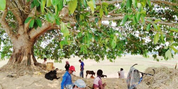 হারিয়ে যাচ্ছে গ্রামবাংলার ঐতিহ্যবাহী বটগাছ